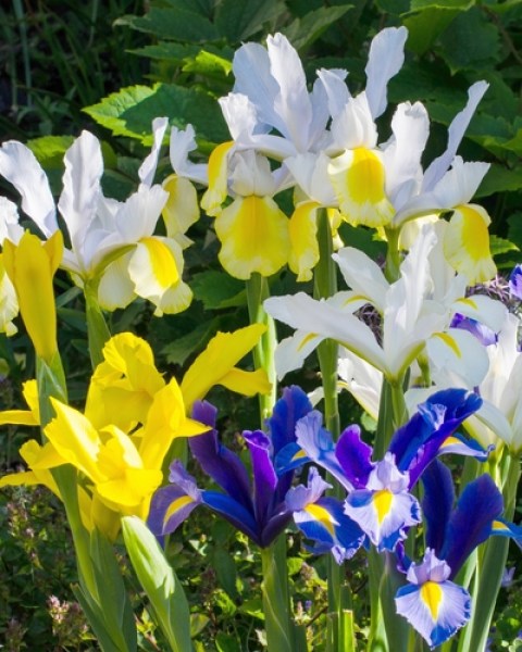 Iris hollandica mix